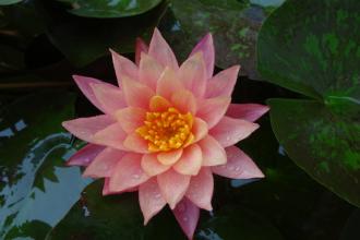 用睡莲写拟人化的句子