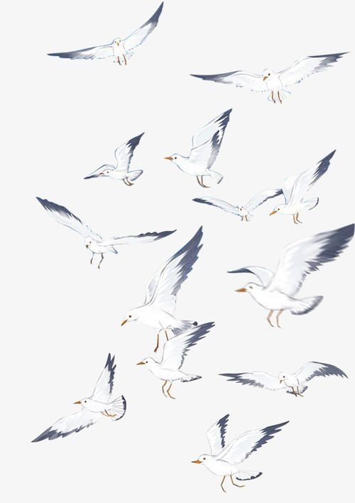 鸟类飞翔的寓言