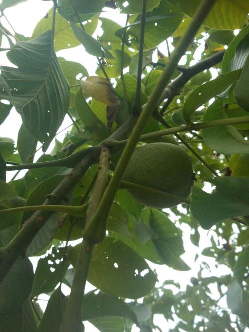 关于农作物种植的谚语