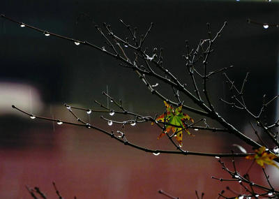 关于秋雨的美丽句子的完整收藏[精选18句] 1