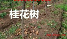 桂花树的比喻句