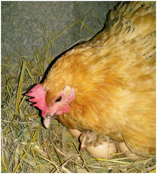 黄鼠狼偷鸡寓言