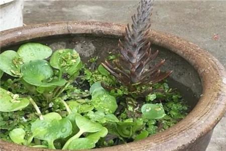 在罐子里养一只乌龟