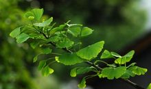 形容树木拟人句