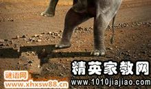 黄鼠狼钻鸡笼歇后语