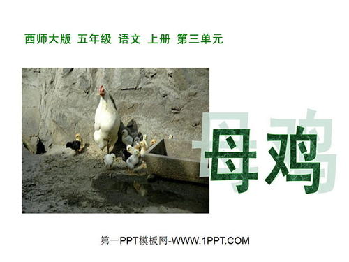 写母鸡的寓言
