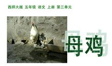 写母鸡的比喻句