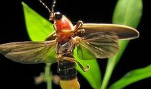 乌龟吃萤火虫歇后语