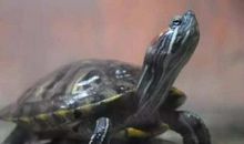 乌龟背石板歇后语