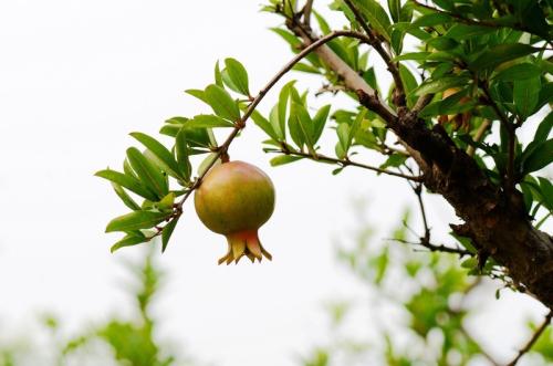 有水果的拟人化句子