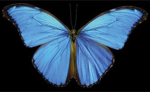 一句话中的翅膀