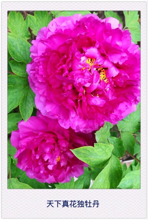 牡丹的拟人化句子