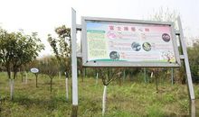 植树节俗语谚语