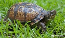 关于乌龟的歇后语