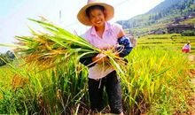 关于稻子的比喻句