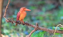 翠鸟比喻句大全