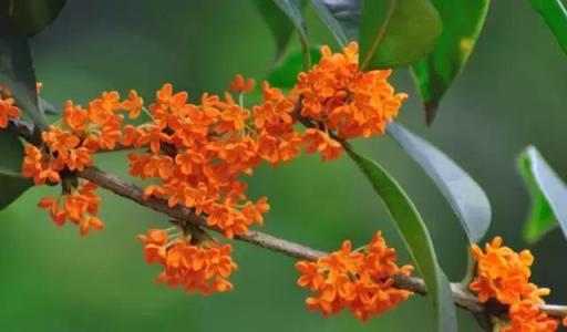 描述秋天的桂花的句子