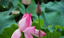 用比喻句写荷花