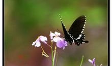 春光明媚造句大全