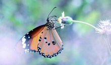 象蚂蚁一样工作，象蝴蝶一样生活