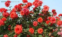 描写月季花的好词好句