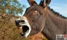 耳朵塞驴毛歇后语