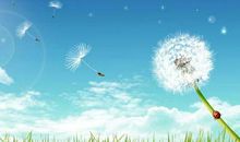 蒲公英的比喻句