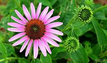 人生如茶，不会苦一辈子，但总会苦一阵子