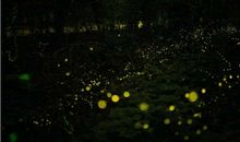 萤火虫的比喻句