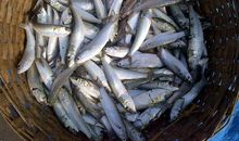 日常生活中的生物现象谚语