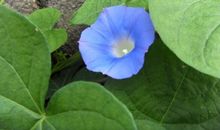 牵牛花的比喻句