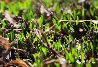 树芽拟人化句子