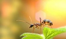 蚂蚁抬虫子的歇后语