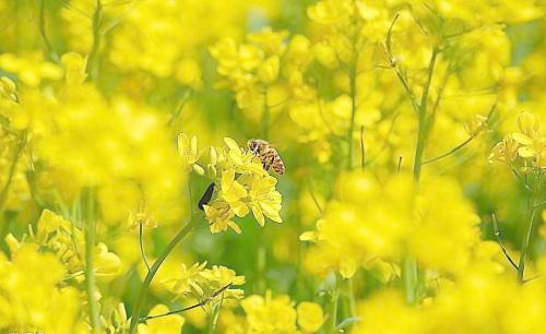 蜜蜂是什么样的隐喻