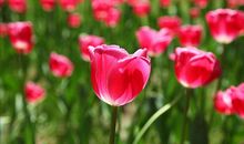 远方朋友生日祝福语