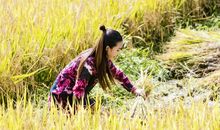 用稻谷写比喻句