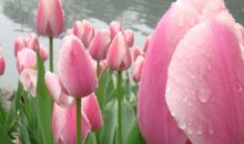 春天花草拟人句