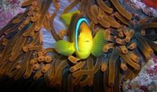 小丑鱼的比喻句