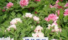 路边的花拟人句