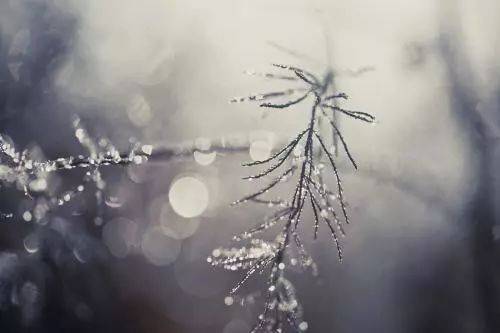 形容东语的句子