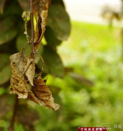 描述海龟的拟人化句子