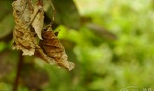 描写海龟拟人句