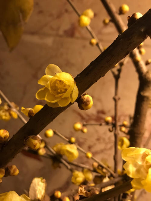 写一个拟人化的句子