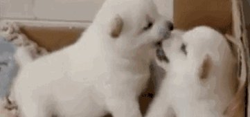 狗在嘴里扔骨头