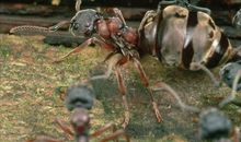 蚂蚁爬树的歇后语