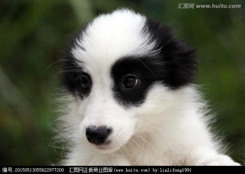 描述狗外观的句子