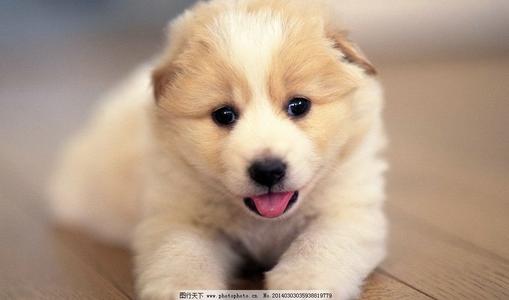 农历新年创意短信