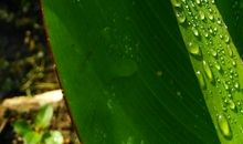 小露珠的拟人句