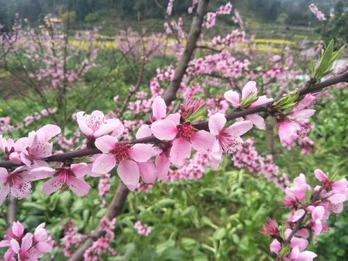 形容早春感冒的句子