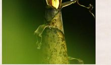 描写春笋比喻句